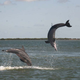 Delfines en actividades sexuales.